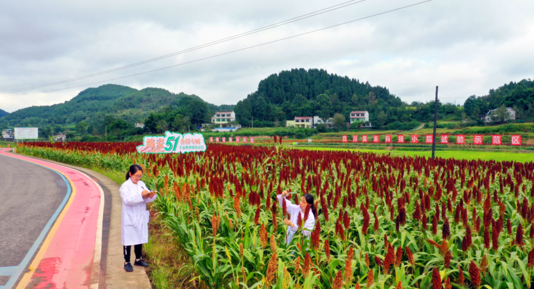 中央一號(hào)文件首提科技小院：四川美豐在西南地區(qū)已建立五所