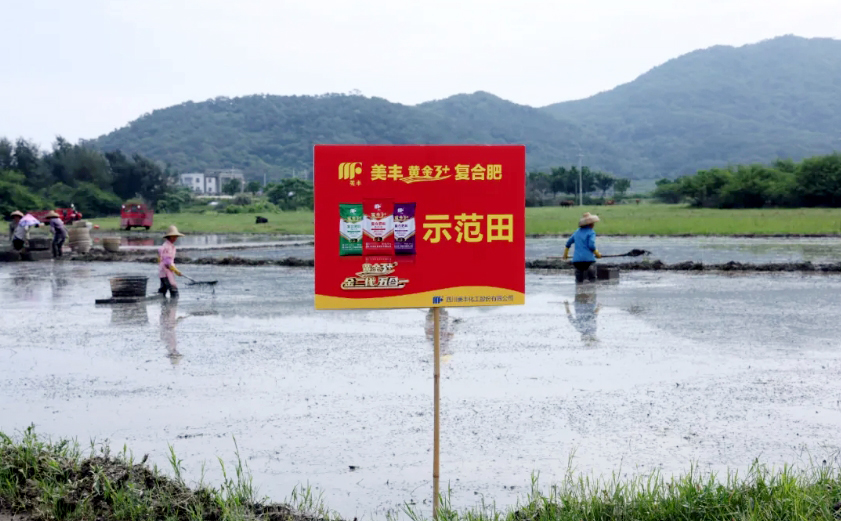南方農(nóng)村報(bào)：美豐發(fā)力，陽江寶藏“明珠”豐收更輕松